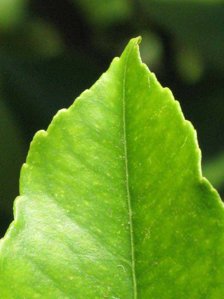              Margin (Winter Haven, FL)       